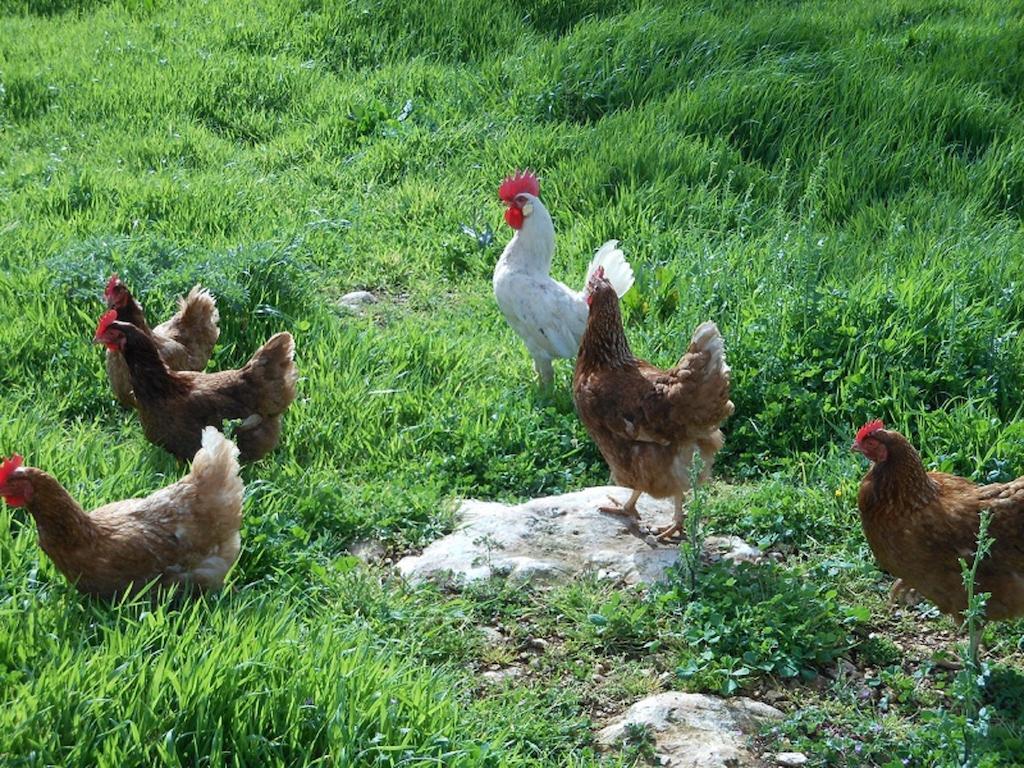 Agriturismo Masseria Casedde Vecchie Villa Martina Franca Ngoại thất bức ảnh